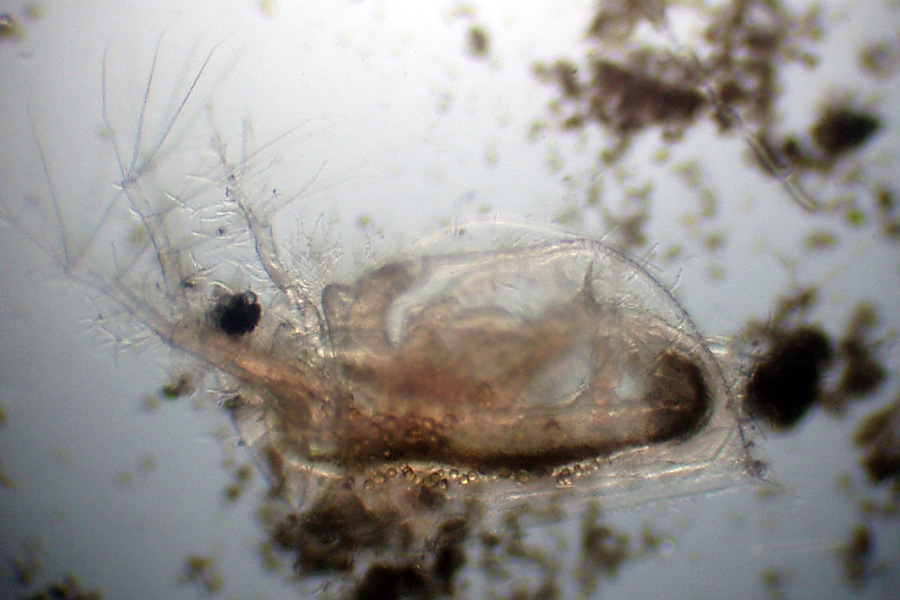 Daphnia (Daphnia) obtusa